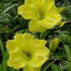 Hemerocallis Girl Scout